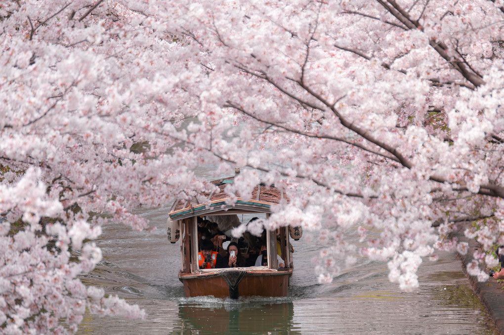 cherry blossom tunnel