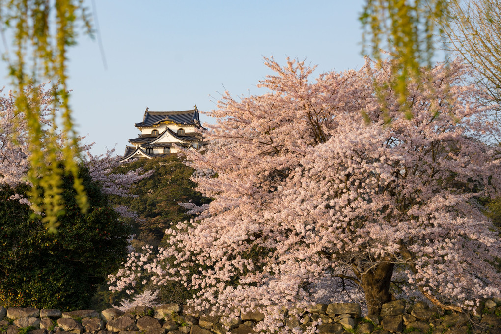 国宝彦根城と桜