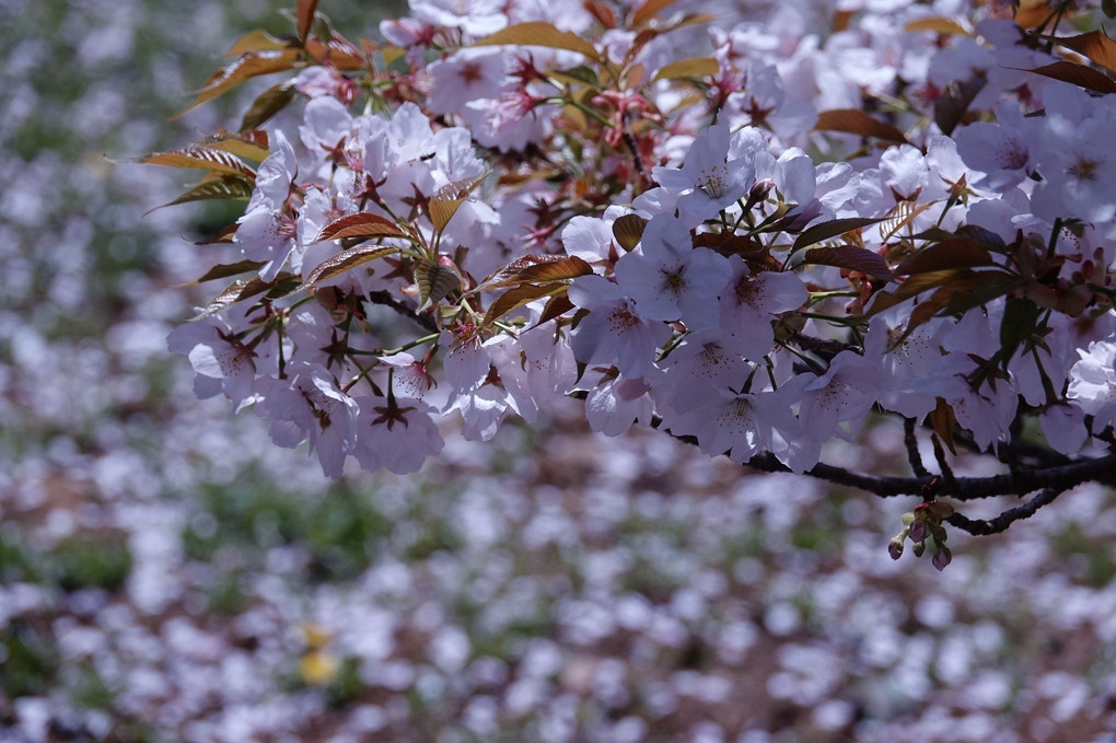 「京都・仁和寺の御室桜」