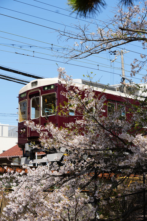 「夙川の桜」