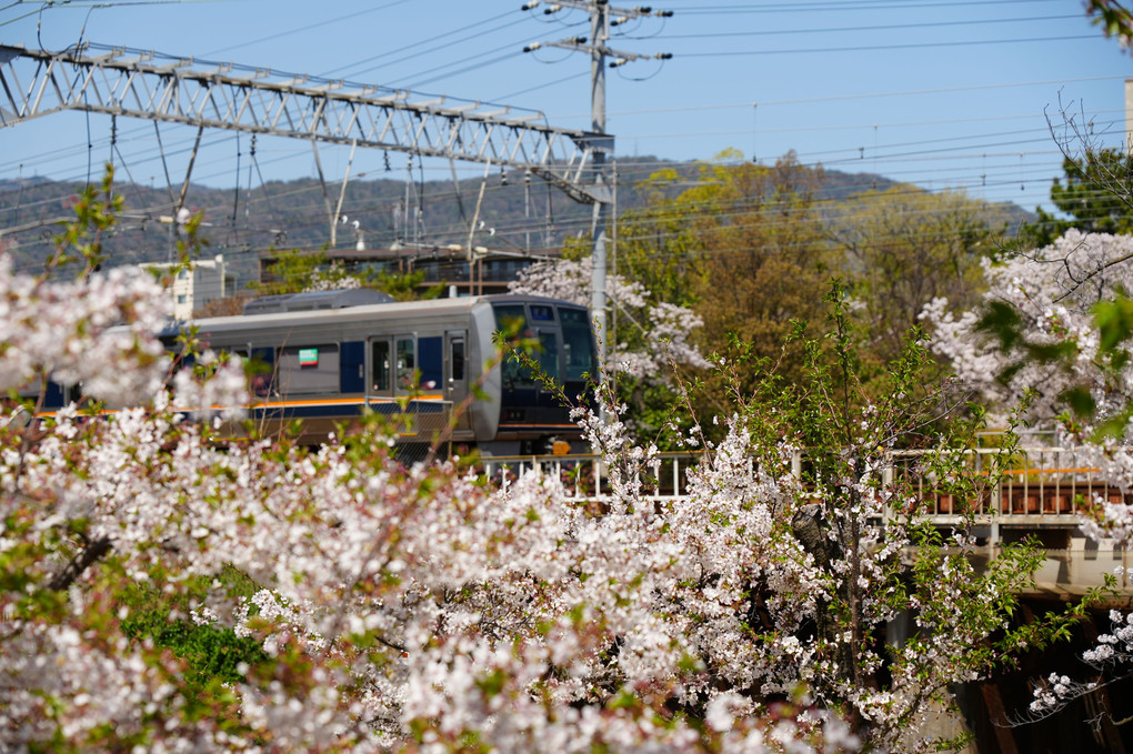 「夙川の桜」