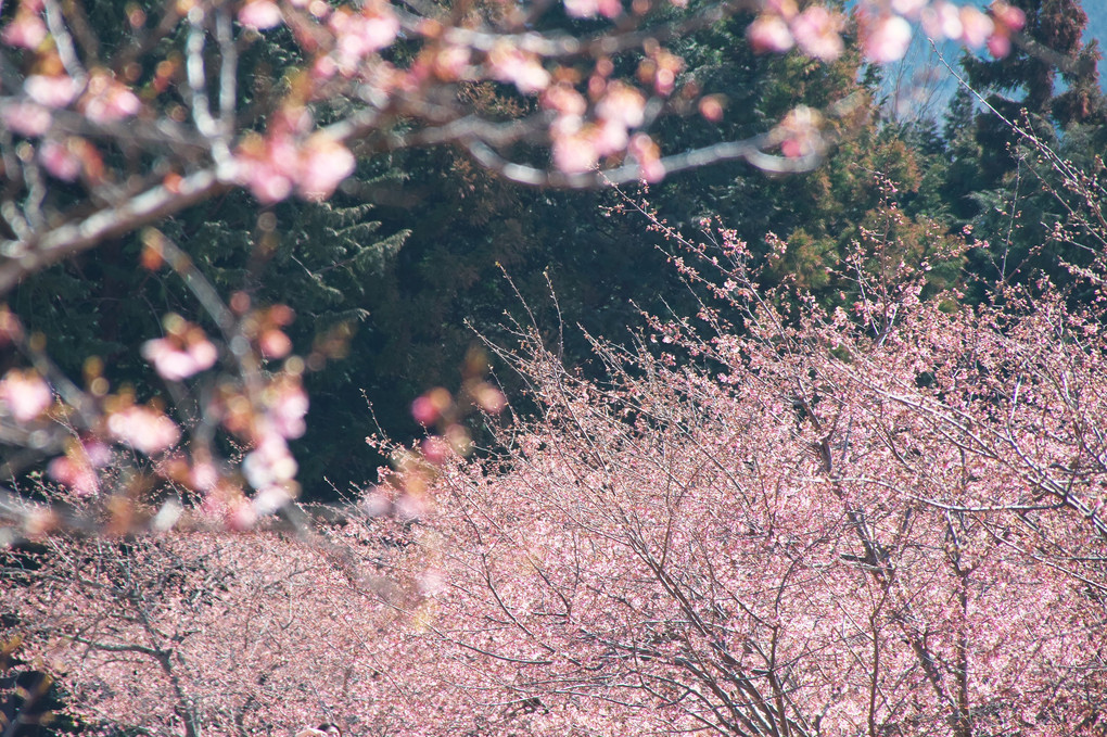 いばらきフラワーパークで河津桜と梅