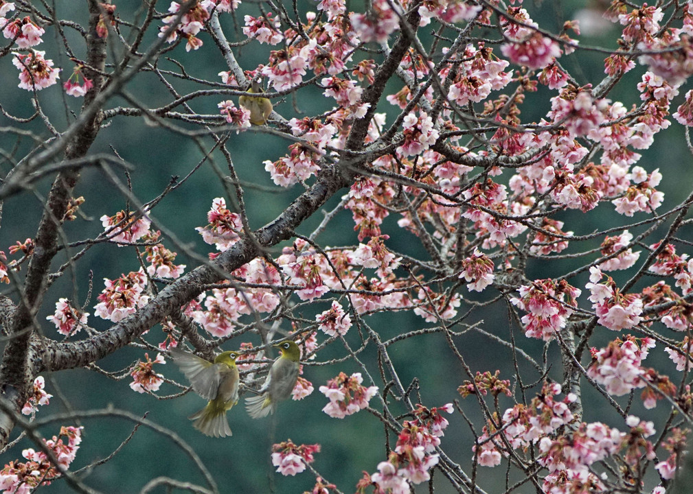 桜の会の諍い