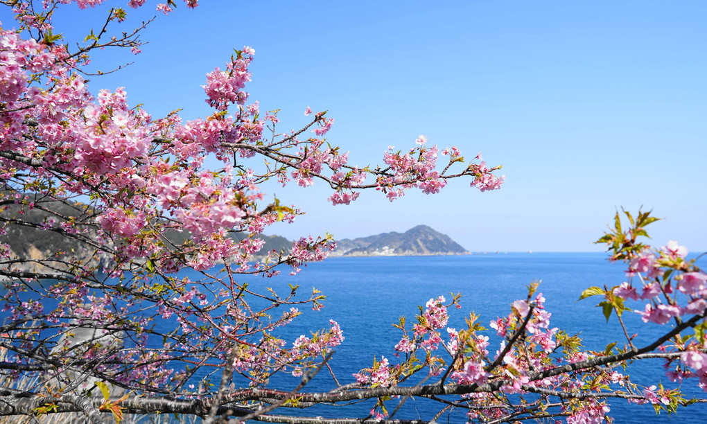保戸島と河津桜