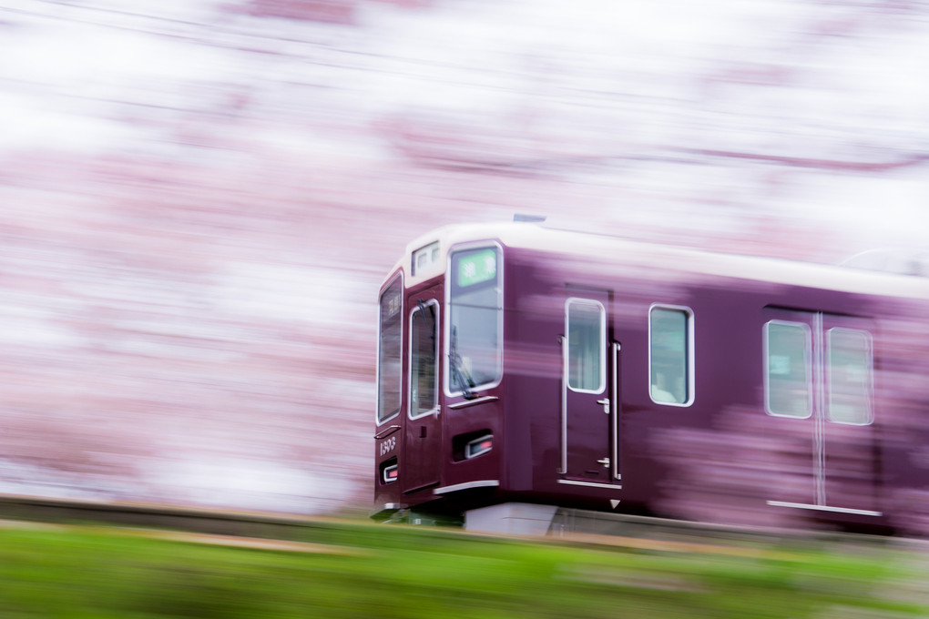 桜過ぎ去る阪急列車