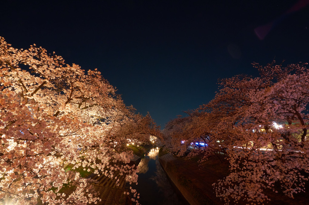 夜桜見物、１