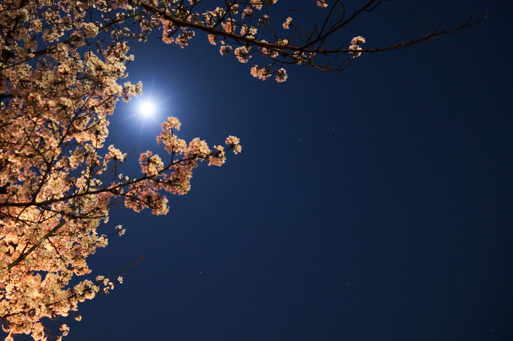 満月夜桜、４