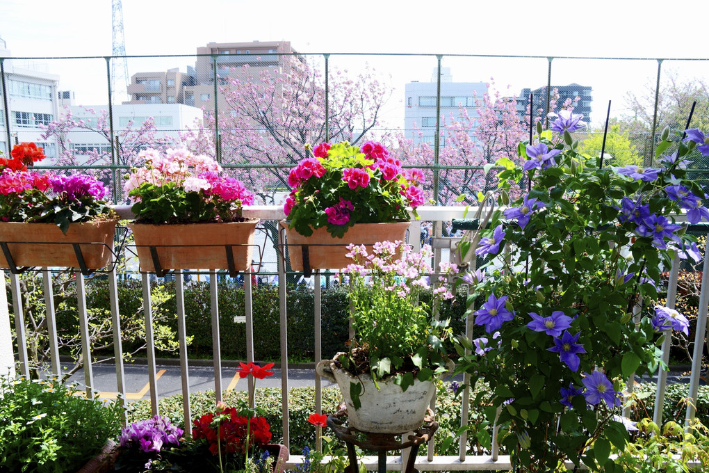 春爛漫…我が家のベランダの花たち