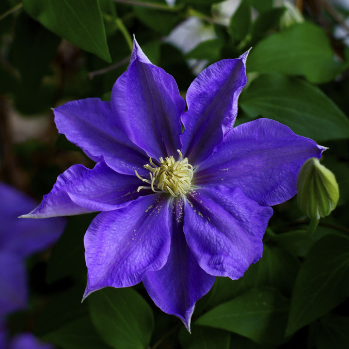 春爛漫…我が家のベランダの花たち