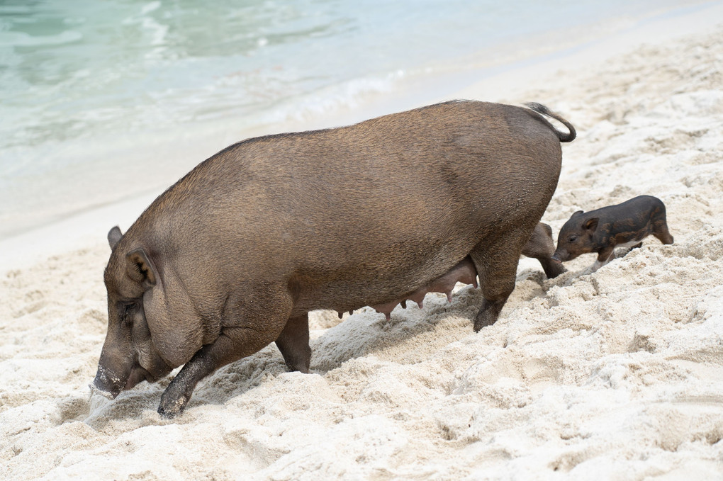 三匹の子豚＠Samui Island