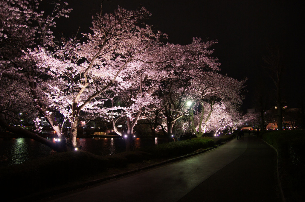 水戸市　千波湖畔の夜桜