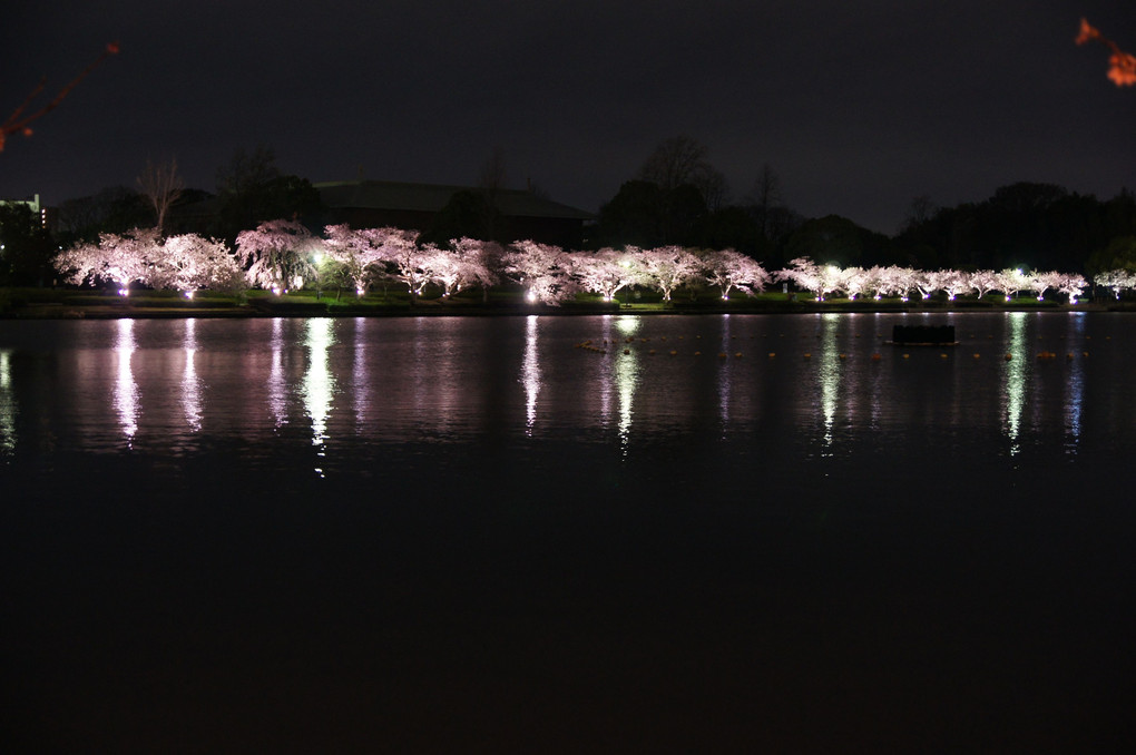 水戸市　千波湖畔の夜桜