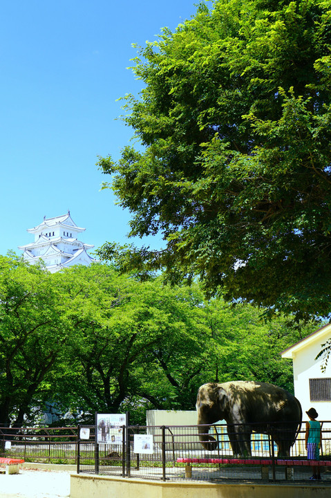 姫路像と姫路城
