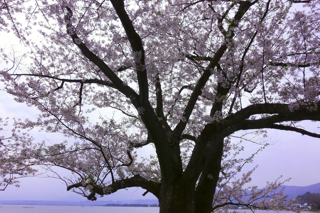 海津大崎の桜 by RX100V