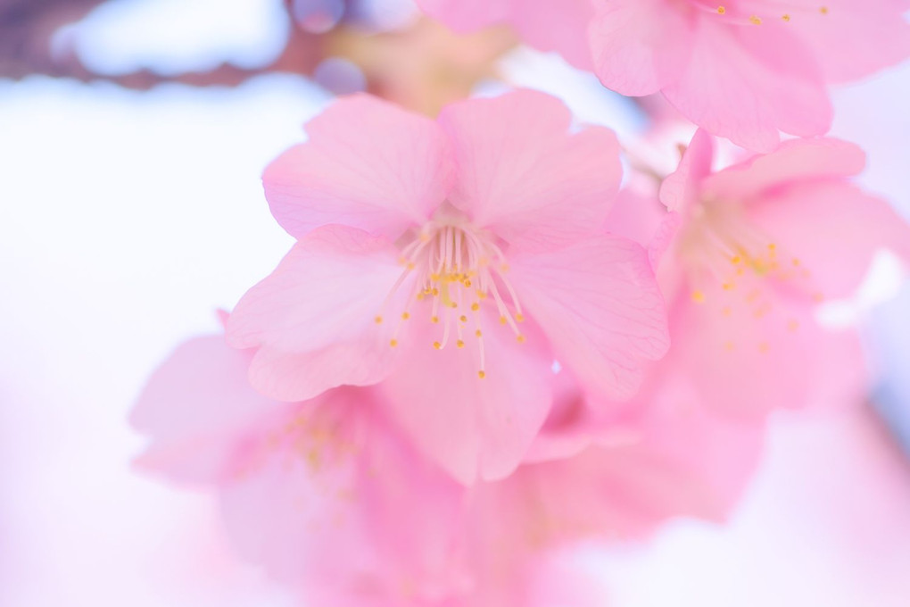 桜の見られる季節は