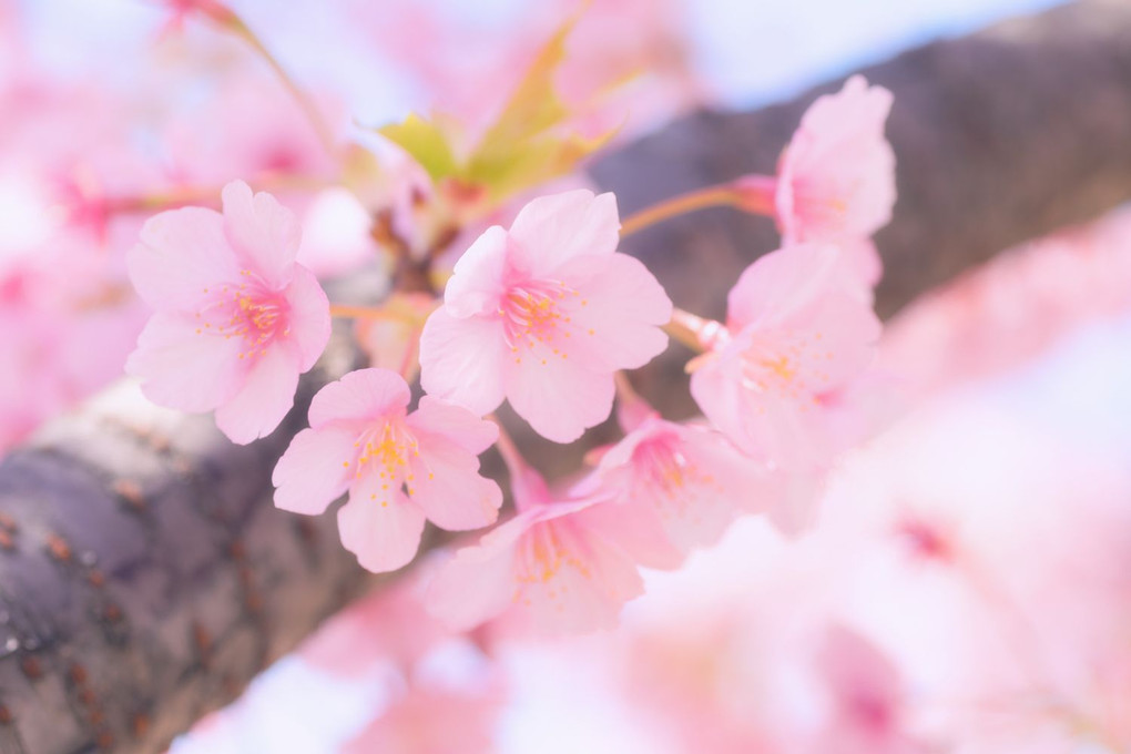 桜の見られる季節は