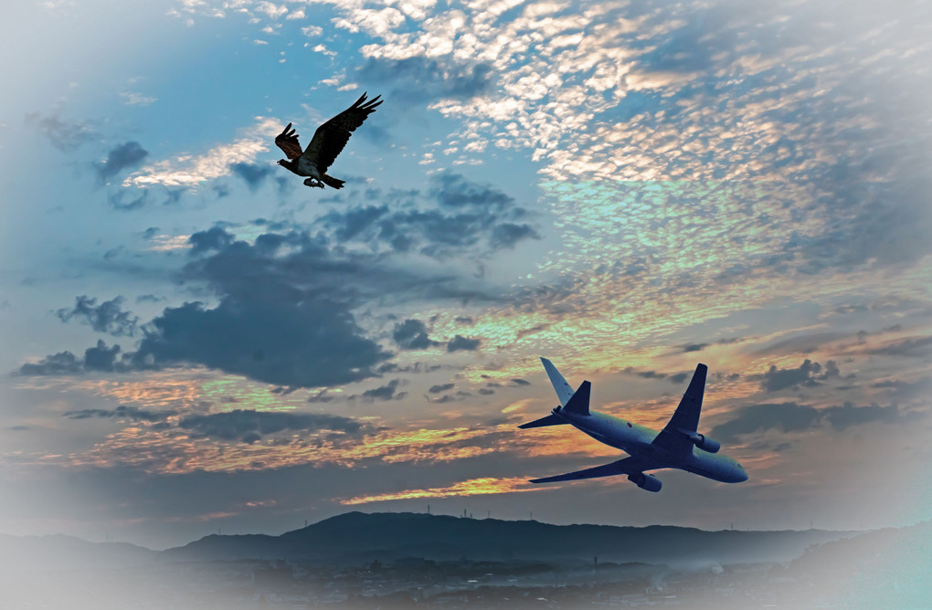 鳥と飛行機