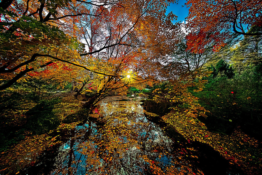 秋彩の水辺