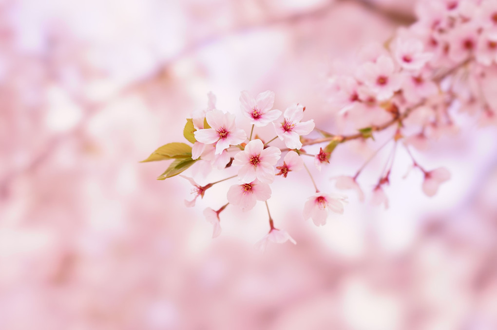 鳴門市花見山のしだれ桜