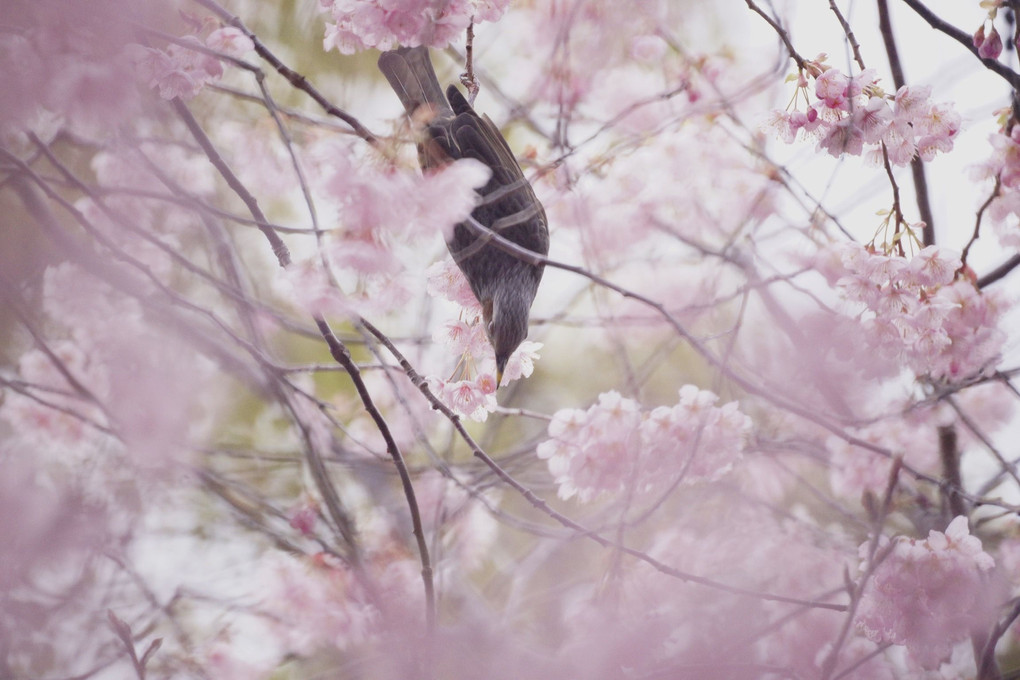 ヒヨと桜
