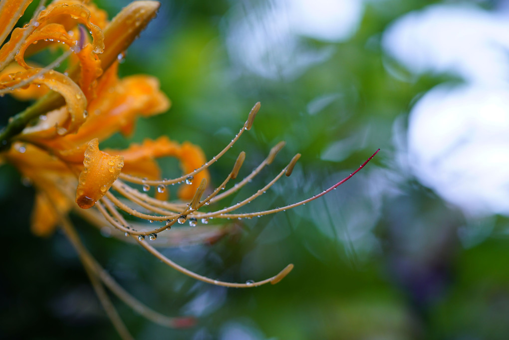 雨に咲く花…part 2