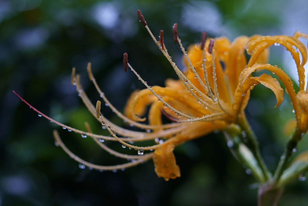 雨に咲く花…part 2