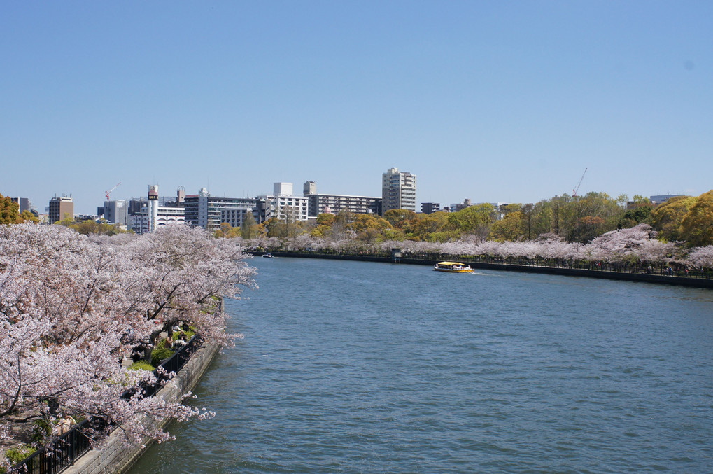 大阪の桜たち
