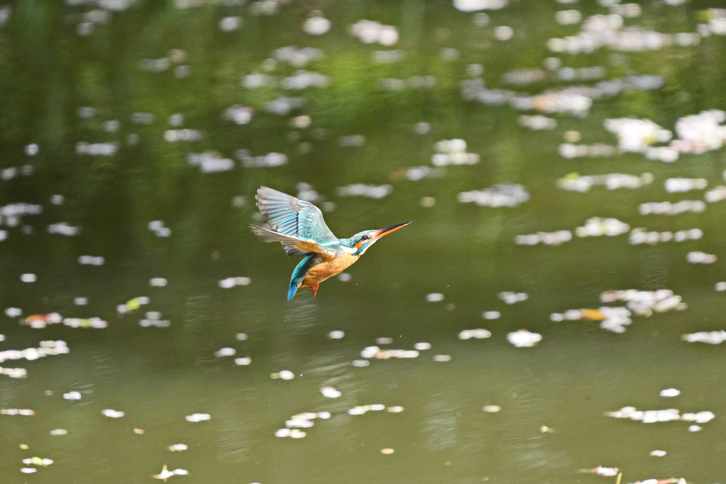 桜落花の池にカワセミの飛翔No1-5