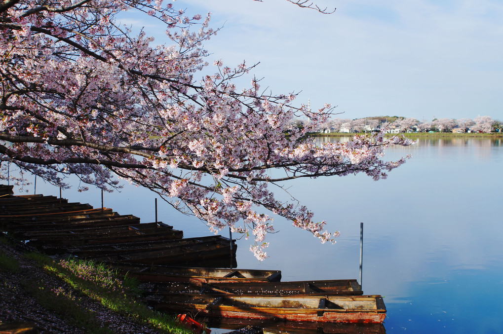 釣り舟と桜