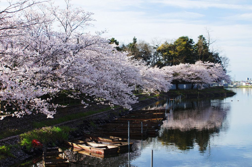 釣り舟と桜
