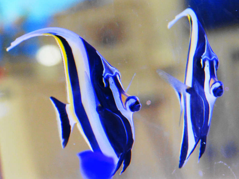 Sony　Aquariumの魚たち