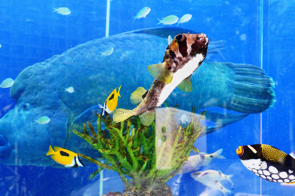 Sony　Aquariumの魚たち