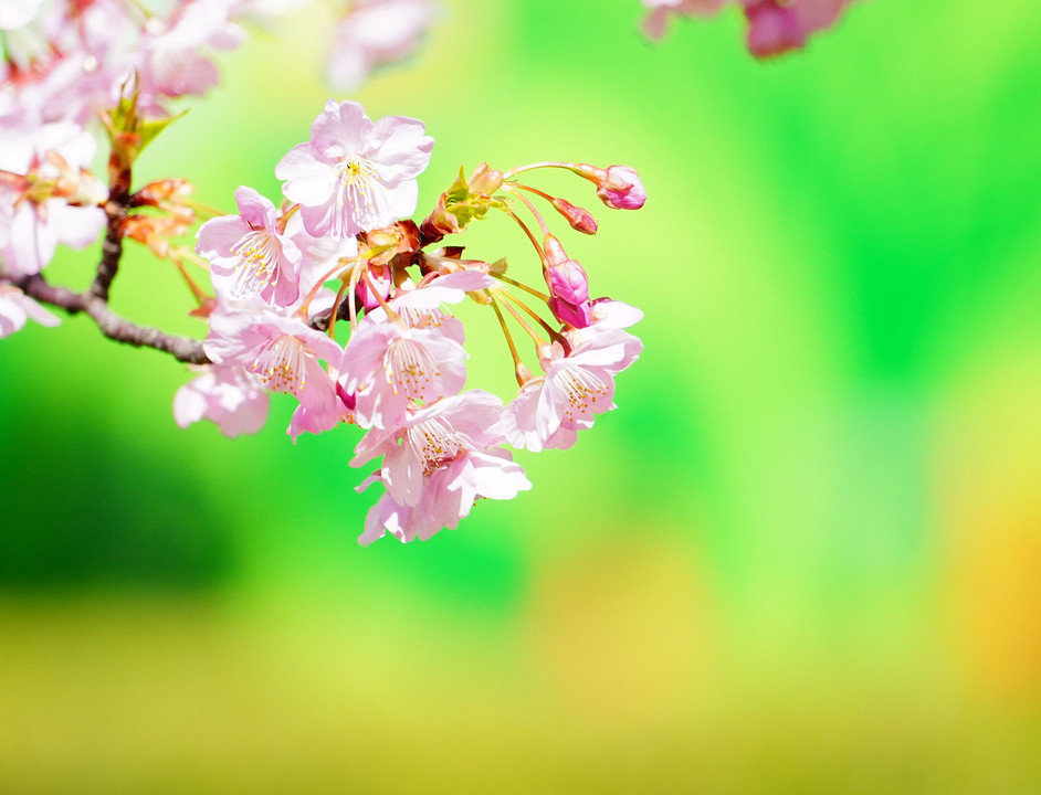 河津桜の桜色