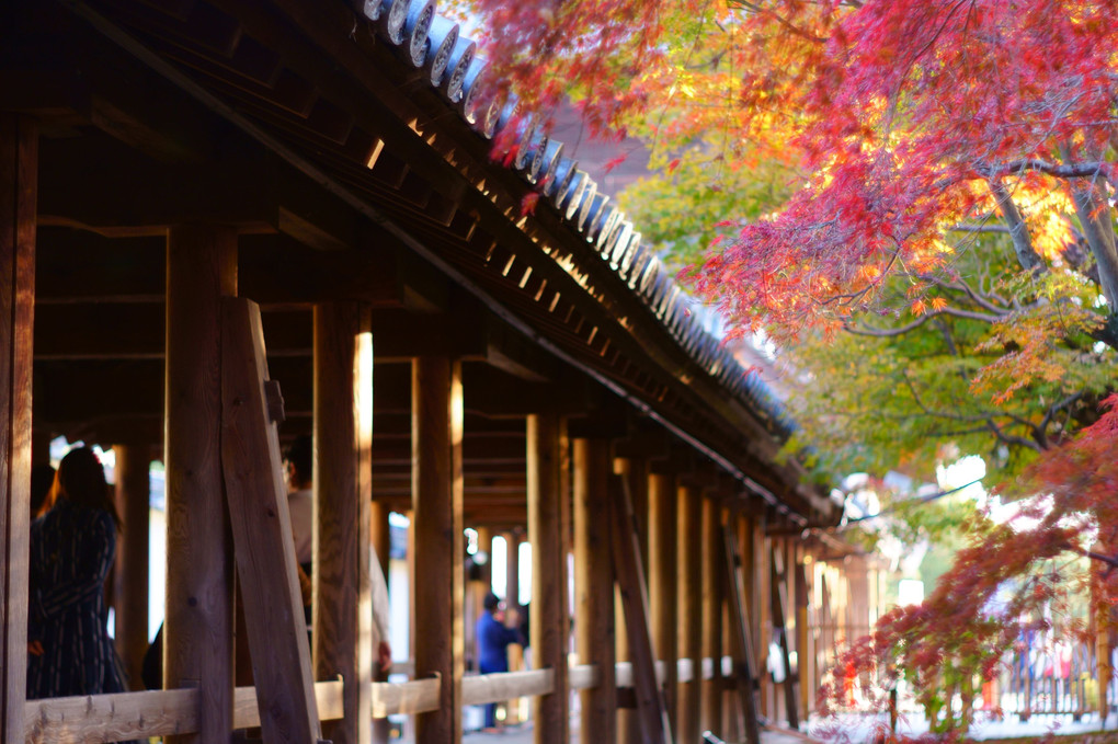 京都・東福寺紅葉