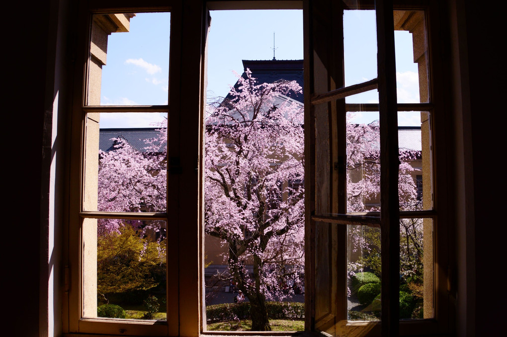 京都府庁旧本館のしだれ桜