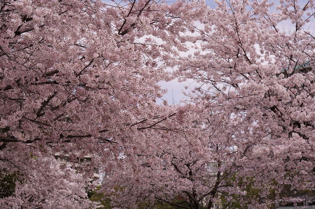 Peace　Sakura