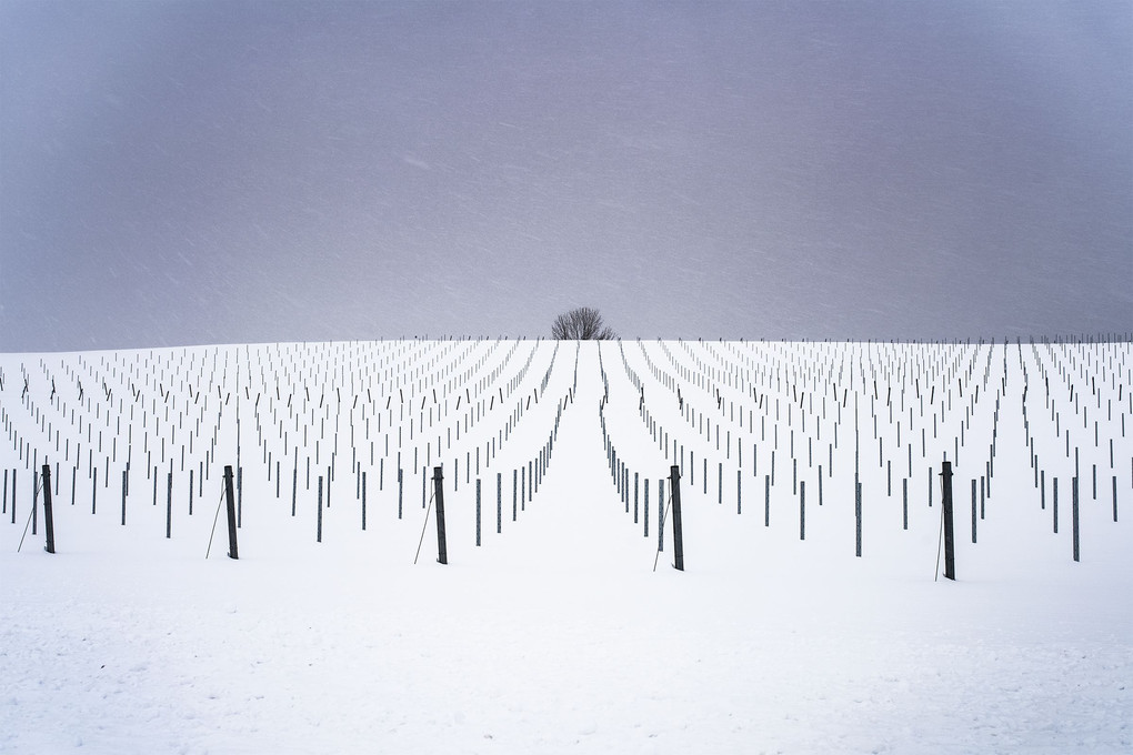 冬の葡萄畑