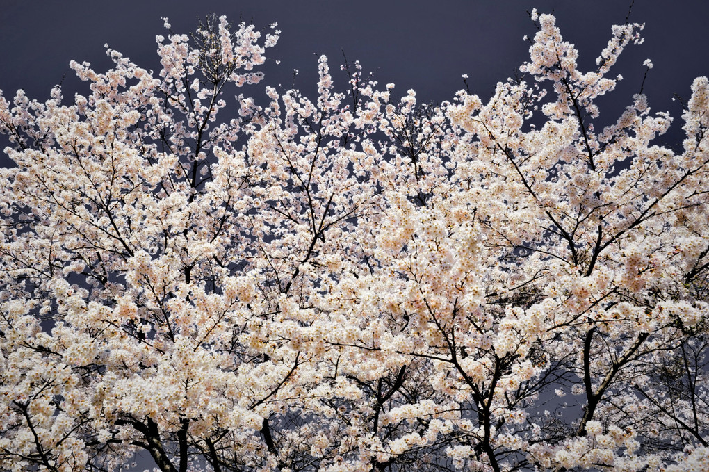 あの日の桜 🌸