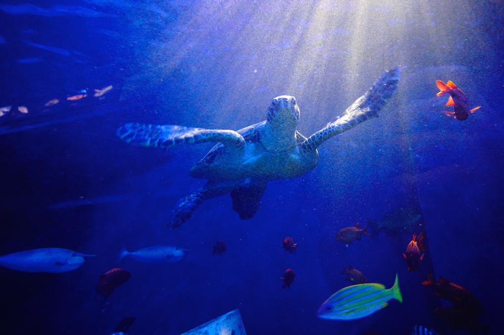 Shinagawa Aquarium α体験会 講師と行く～交換レンズで楽しむ水族館