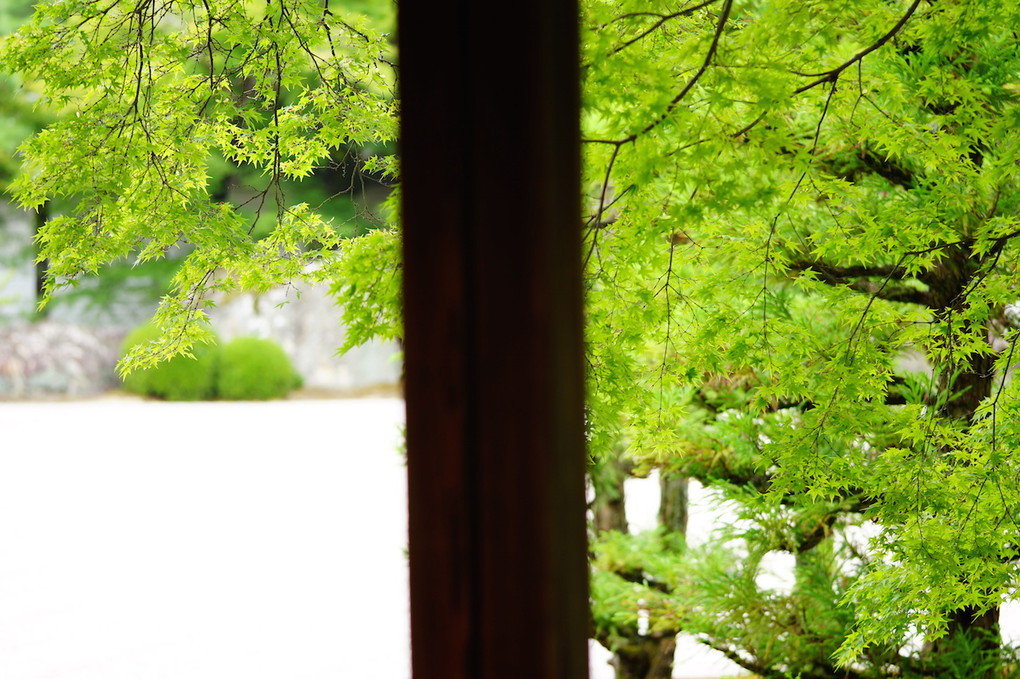 KYOTO Ninna-ji Temple in Summer