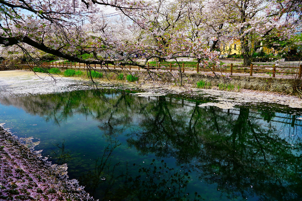 ひょうたん池の桜散る