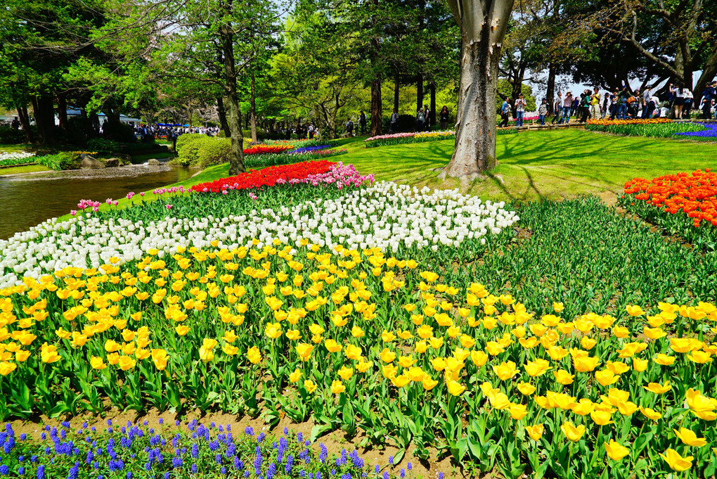 国営昭和記念公園のチューリップ花壇
