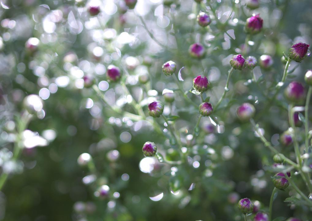 雨上りの朝　小菊に付いた水滴