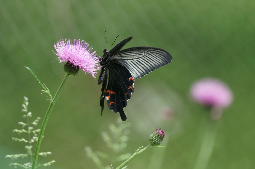 思い出の　黒い蝶