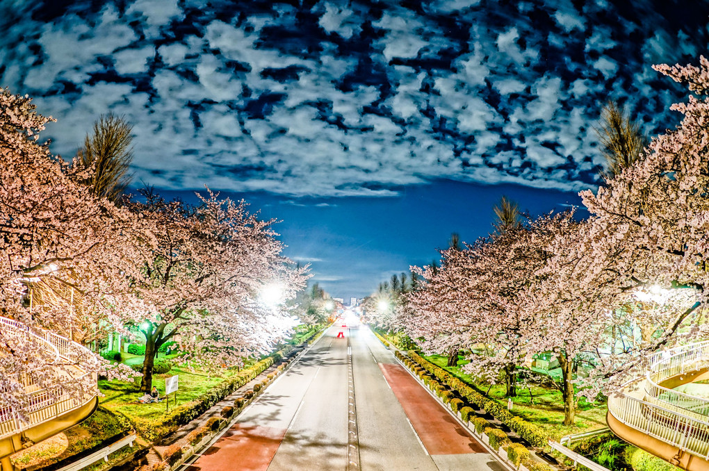 国立夜桜並木