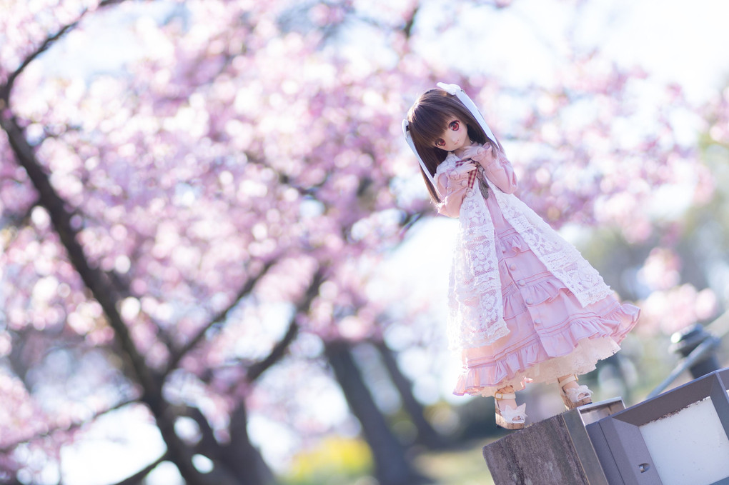 桜色の春来たる