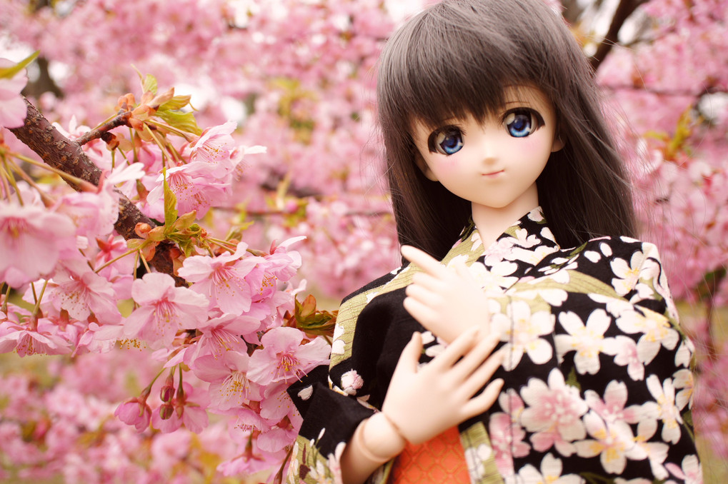 河津桜が満開！！