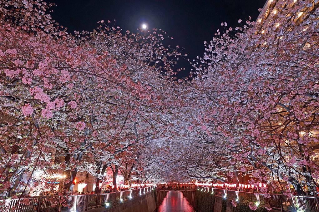 春の月　桜の宴