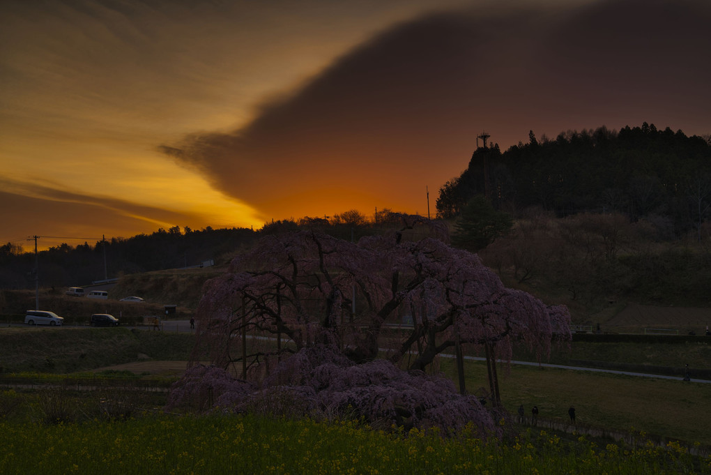 早朝 朝焼けの中の三春滝桜