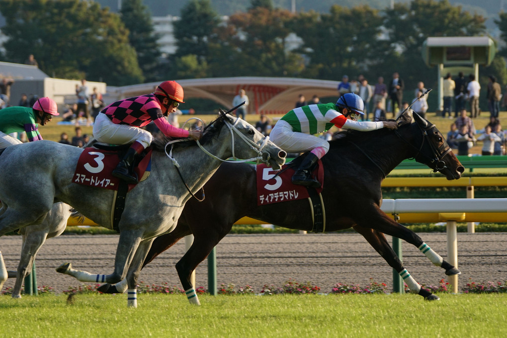東京競馬 2014/10/18 府中牝馬ステークス